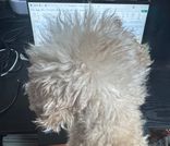 owner-profile