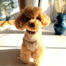 owner-profile