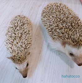 hahatocco
