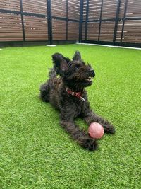 屋外スペースはドッグランとしても利用可能 - レンタルスペースひふみのその他の写真