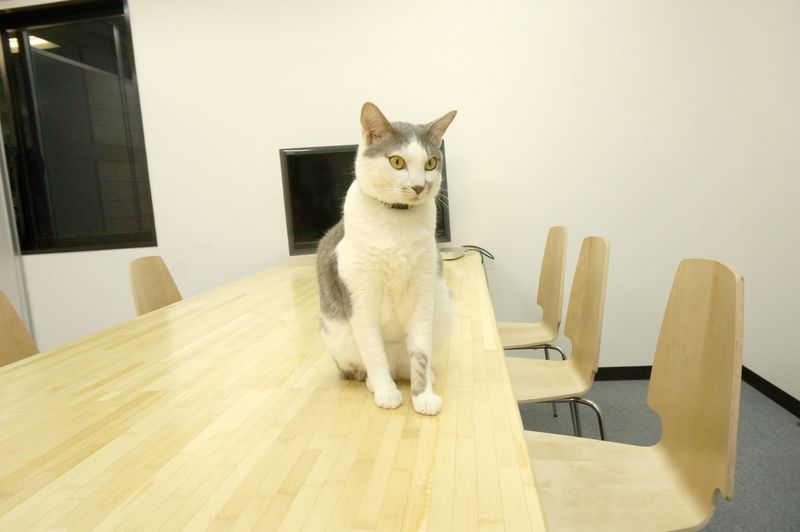 会議室 - 猫がいる会議室バンブーグローブ
