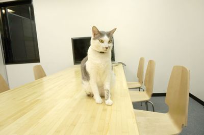 猫がいる会議室バンブーグローブ 会議室の室内の写真