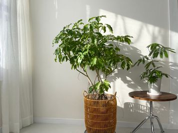 グリーン観葉植物
柔らかい影まで画になる、選ばれた観葉植物。コーディネート自由で癒しの自然要素をプラス。 - 水道橋スタジオ（東京ドーム前）Suidobashi Studio 水道橋スタジオ（東京ドーム前）SUIDOBASHI STUDIOの設備の写真