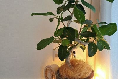 観葉植物 - レンタルサロン【ChitChai新宿】 【ChitChai】タイ古式メインの貸切プライベートサロンの設備の写真