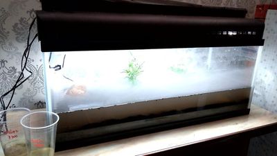 B室に水槽設置しました。 - レンタルスペース夕顔瀬 2階C室・ペット可能・無料駐車場有の設備の写真