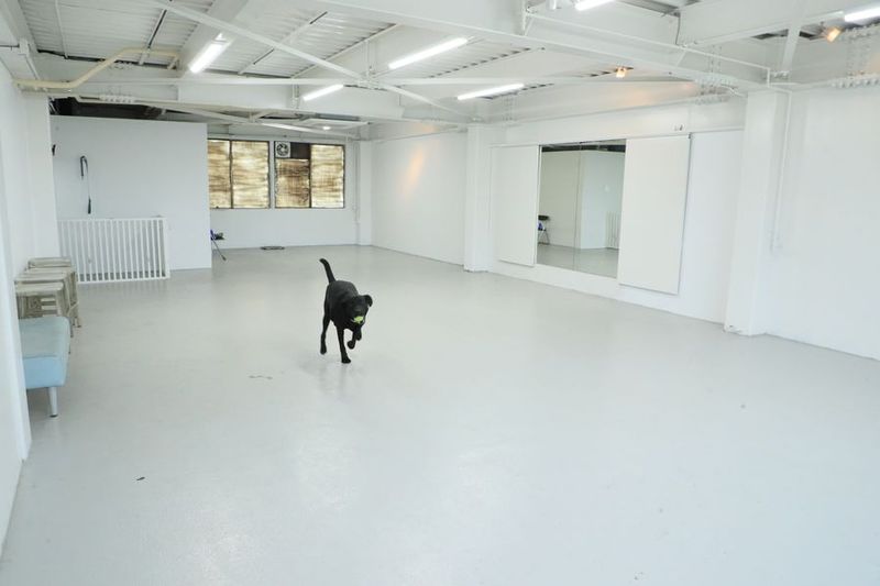 広い室内ドッグランは開閉式の鏡もあってダンスレッスンに好評 - スタジオドッグラン 犬OK貸切室内ドッグランの室内の写真