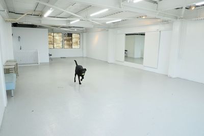 名古屋高速出口の目の前！広々(約30坪)冷暖房完備の室内ドッグラン。各種イベントやレッスンにも大好評 - スタジオドッグラン