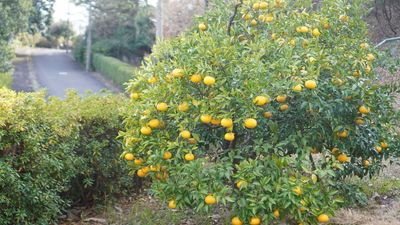 庭 - クロア伊豆高原 撮影専用ハウススタジオ 庭付き一軒家3階建『クロア伊豆高原』のその他の写真