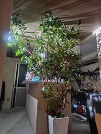 シンボリックな観葉植物 - 知人とESSENTIALS 多目的スペースの室内の写真