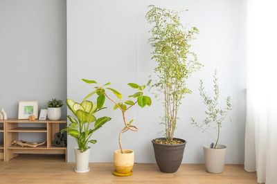 観葉植物たち - ハレルフォト 【優しい光の撮影空間】ROOMスタジオの設備の写真
