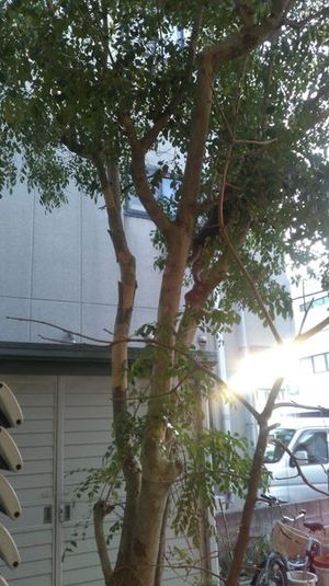 ブティックナカムラ駐車場 - ブティックナカムラ