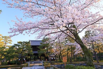 櫻奏でちょっと音楽に浸ってから、建仁寺や八坂の塔の櫻を見に行かれたら如何でしょう？ - アートスポット櫻奏 一軒家貸切の室内の写真