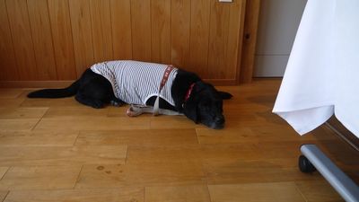 条件を満たせばペットの同伴も可能 - 瑞巖寺檀信徒多目的会館「和晃庵」 【仏法僧の間】（１２５㎡）三部屋利用の室内の写真