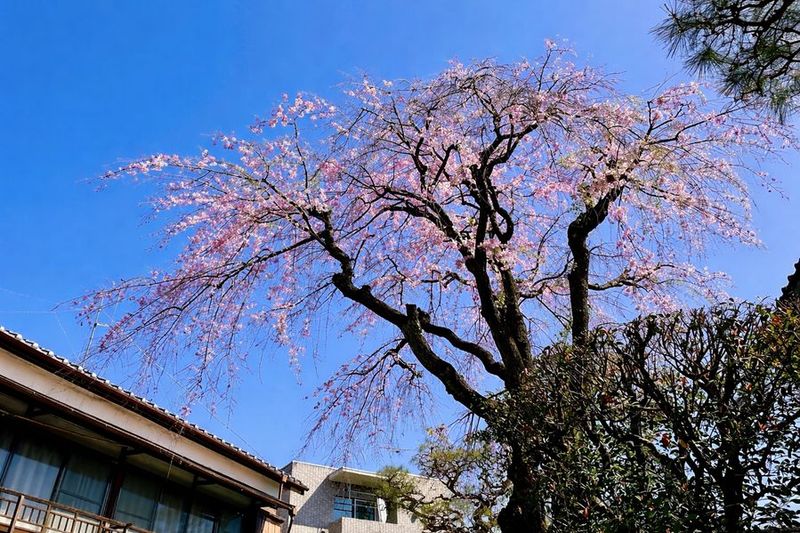 Makoto古民家 若宮苑｜【春限定】庭に本物の桜が咲く一棟貸切 - Makoto古民家ー若宮苑