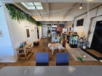 平日はドッグカフェとして運営 - 212coffee おしゃれで広々したドッグカフェをオフィスに（個室）の室内の写真