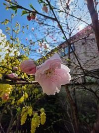Studio コノハナサクヤ　吉祥寺 Studioコノハナサクヤ～美しい贅沢な癒しの空間の外観の写真