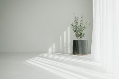 朝の自然光 - Canelé 【人気の北堀江🌿】お洒落な空間で、撮影・ヨガ・ピラティスなど！の室内の写真