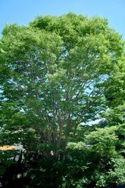 Art of Life 山の音 2階洋室貸切Planの室内の写真