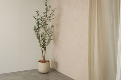 オリーブのフェイクグリーン。 - OLUE STUDIO OLUE  STUDIOの室内の写真