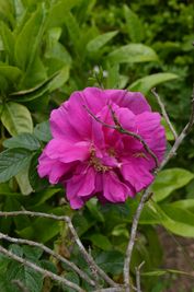 庭のハマナスの開花（５月） - 里海荘 ネイチャーフォトギャラリーの室内の写真