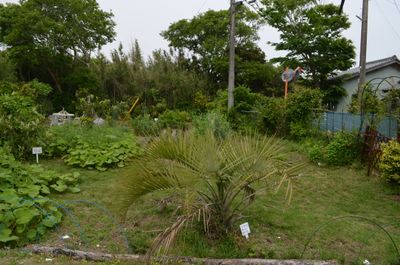 駐車場脇の芝生とココスヤシ（敷地２６０坪） - 里海荘 ネイチャーフォトギャラリーの室内の写真