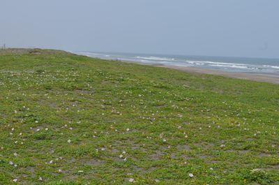 季節には海浜植物も - 里海荘 ネイチャーフォトギャラリーのその他の写真