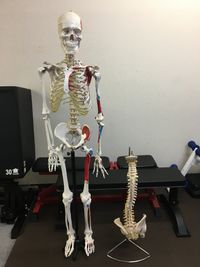 骨格模型もあります - 西荻窪パーソナルトレーニングジム 並木コンディショニングセンターの設備の写真