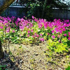 庭にはいろんな植物があります。 - レンタルスペースもちゃもちゃ 和風の一軒家 庭 テラスの室内の写真