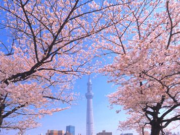 公園では桜が綺麗です。 - feel Asakusa STAY 301レンタルルームのその他の写真