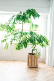 大きな観葉植物
#大阪
#レンタルスタジオ
#森ノ宮
#森ノ宮レンタルスタジオ
#大阪レンタルスタジオ
#レンタルスタジオ大阪
#観葉植物
#自然光 - 森ノ宮レンタルスタジオRoom01 Room01の設備の写真