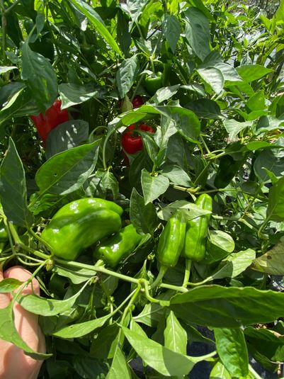 屋外イベント・レンタルスペース - レンタルスペース「リゾート飛騨」