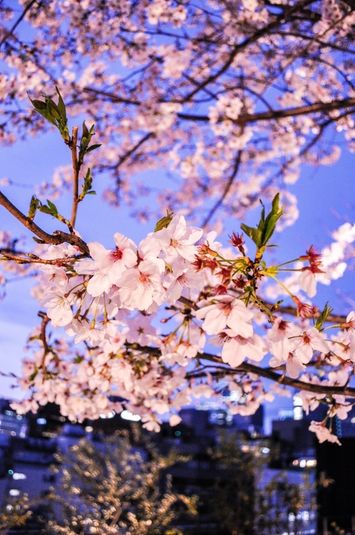 屋上ビーガーデン - 紙パルプ会館