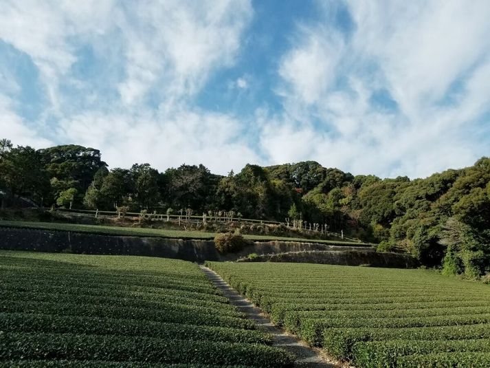 Kaikon 山 - Kaikon 山