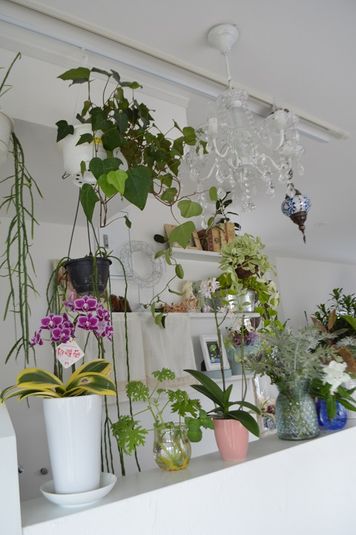 サカイフラワースタジオ - サカイフラワースタジオ