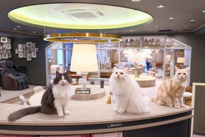 かわいい猫ちゃんたちがお出迎えします♡🐾 - 猫カフェMOCHA渋谷公園通り店 🐾貸切プラン🐾の室内の写真