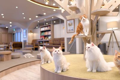 猫カフェMOCHA渋谷公園通り店 🐾貸切プラン🐾の室内の写真