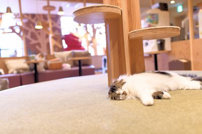 かわいい猫ちゃんたちとゆったりくつろげる空間です♪ - 猫カフェMOCHA池袋西口店 🐾貸切プラン🐾の室内の写真