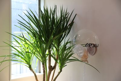 観葉植物 - GURFA バレエ・ヨガに特化したレンタルスタジオ・スペースの室内の写真