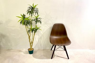 人工観葉植物③ - 渋谷セレクトスペース 渋谷セレクトスペース（控え室３部屋完備）の設備の写真