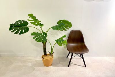 人工観葉植物① - 渋谷セレクトスペース 渋谷セレクトスペース（控え室３部屋完備）の設備の写真