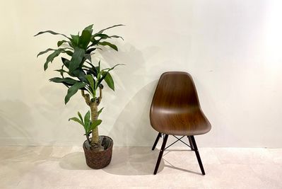 人工観葉植物② - 渋谷セレクトスペース 渋谷セレクトスペース（控え室３部屋完備）の設備の写真