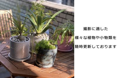 撮影に適した様々な植物やその他小物類は随時更新しております。 - 表参道キッチンアンドカルチャーの設備の写真