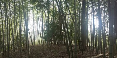 竹林での撮影は 木漏れ日で幻想的な写真になります。 - 古民家やまおか レンタルスペースのその他の写真