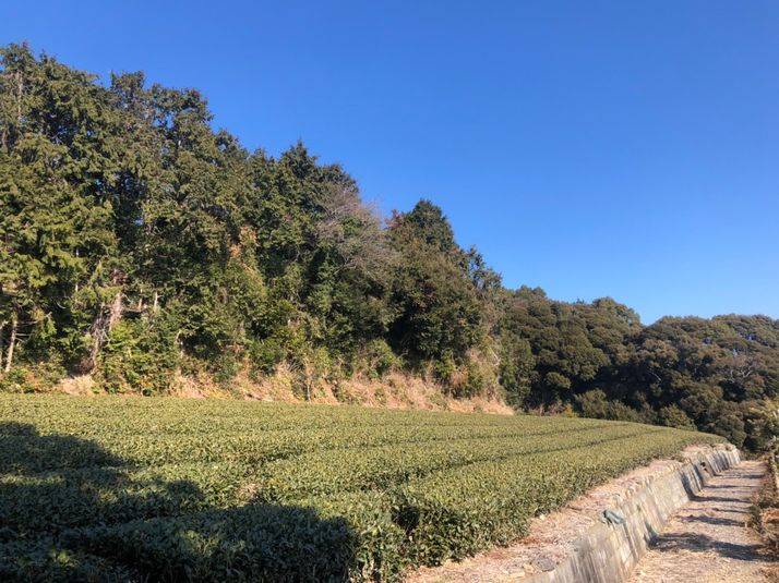 Kaikon 山 - Kaikon 山