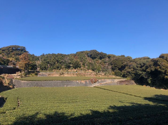 Kaikon 山 - Kaikon 山