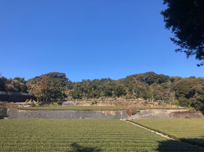 Kaikon 山 - Kaikon 山