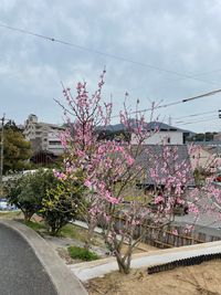 梅も咲いてますよ。 - レンタルスペース「みんなの道場」 多目的スペースの室内の写真