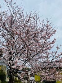 春は道場から桜が楽しめます🌸 - レンタルスペース「みんなの道場」 多目的スペースの室内の写真