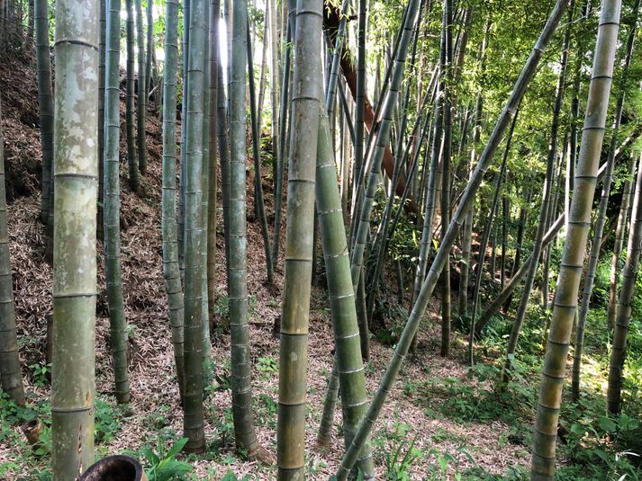 竹林・庭つき古民家撮影ハウススタジオ - 鎌倉古民家スタジオ 縁樹庵