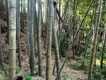 竹林の一部 - 鎌倉古民家スタジオ 縁樹庵 竹林・庭つき古民家撮影ハウススタジオの室内の写真
